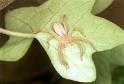 Micrommata_virescens_F1499_Z_85_Badhoevedorp_Nederland