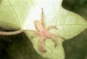 Micrommata_virescens_F1500_Z_85_Badhoevedorp_Nederland