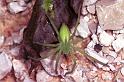 Micrommata_virescens_RF0757_Z_85_Colombey-les-Belles_Frankrijk