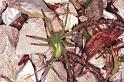 Micrommata_virescens_RF0758_Z_85_Colombey-les-Belles_Frankrijk