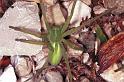Micrommata_virescens_RF0759_Z_83_Colombey-les-Belles_Frankrijk