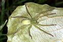 Micrommata_virescens_RF0760_Z_82_Colombey-les-Belles_Frankrijk