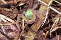 Neosparassus_ZZ154_F1805_Z_85_Litchfield_Australie