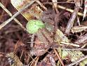 Neosparassus_ZZ154_F1807_Z_82_Litchfield_Australie