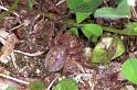 Neosparassus_ZZ190_F1390_Z_83_Montolieu_Frankrijk