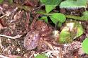 Neosparassus_ZZ190_F1391_Z_83_Montolieu_Frankrijk