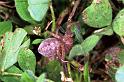 Neosparassus_ZZ190_F1392_Z_81_Montolieu_Frankrijk