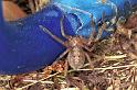 Neosparassus_ZZ190_F1393_Z_84_Montolieu_Frankrijk