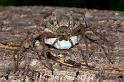 Neosparassus_ZZ278_D2660_Z_85_-_Australie