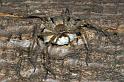 Neosparassus_ZZ278_D2661_Z_88_-_Australie