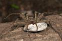 Neosparassus_ZZ278_D2662_Z_89_-_Australie