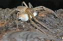 Neosparassus_ZZ278_D2663_Z_90_-_Australie