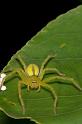 Neosparassus_ZZ280_D2681_Z_78_-_Australie