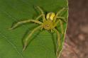 Neosparassus_ZZ280_D2682_Z_85_-_Australie
