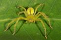 Neosparassus_ZZ280_D2684_Z_85_-_Australie