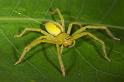 Neosparassus_ZZ280_D2686_Z_83_-_Australie