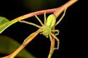 Neosparassus_ZZ280_D2687_Z_80_-_Australie