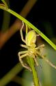 Neosparassus_ZZ280_D2688_Z_78_-_Australie