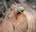 Neosparassus_ZZ469_D6351_Z_89_Brisbane_Australie