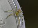 Neosparassus_ZZ489_D6436_O_85_Brisbane_Australie