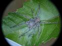 Neosparassus_ZZ593_D6956_Z_88_Brisbane_Australie