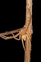 Neosparassus_ZZXYX_D2664_Z_75_-_Australie