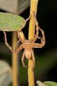 Neosparassus_ZZXYX_D2665_Z_80_-_Australie