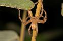 Neosparassus_ZZXYX_D2666_Z_78_-_Australie