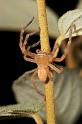 Neosparassus_ZZXYX_D2667_Z_80_-_Australie