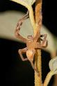 Neosparassus_ZZXYX_D2668_Z_84_-_Australie