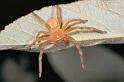 Neosparassus_ZZXYX_D2669_Z_85_-_Australie