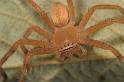 Neosparassus_ZZXYX_D2670_Z_85_-_Australie