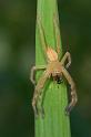Neosparassus_ZZXYX_D2671_Z_78_-_Australie