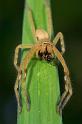 Neosparassus_ZZXYX_D2673_Z_76_-_Australie