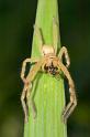 Neosparassus_ZZXYX_D2674_Z_76_-_Australie