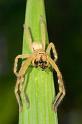 Neosparassus_ZZXYX_D2675_Z_76_-_Australie