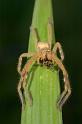 Neosparassus_ZZXYX_D2676_Z_76_-_Australie