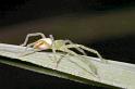 Neosparassus_ZZXYX_D2677_Z_82_-_Australie