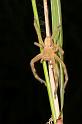 Neosparassus_ZZXYX_D2678_Z_82_-_Australie