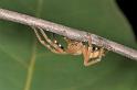Neosparassus_ZZXYX_D2679_Z_76_-_Australie