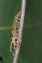 Neosparassus_ZZXYX_D2680_Z_80_-_Australie