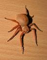 Neosparassus_diana_D7281_Z_86_Sorell_Australie