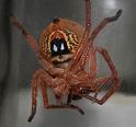 Neosparassus_diana_D7282_Z_85_Sorell_Australie