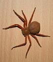 Neosparassus_diana_D7283_Z_85_Sorell_Australie