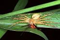 Neosparassus_salacius_F0655_Z_90_Giru_Australie