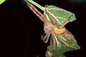 Neosparassus_salacius_F0656_Z_88_Giru_Australie