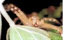 Neosparassus_salacius_F0657_Z_92_Giru_Australie