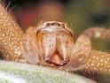 Neosparassus_salacius_F0658_Z_93_Giru_Australie