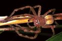 Neosparassus_salacius_F0703_Z_82_Giru_Australie