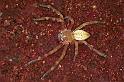 Neosparassus_salacius_F0737_Z_85_Marabee_Australie